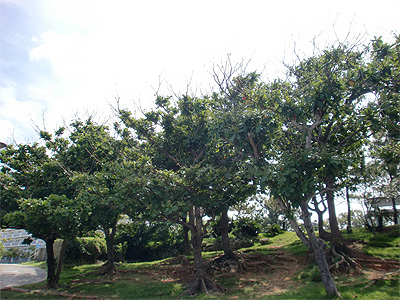 砂辺馬場公園(樹木) 沖縄風景アーカイブ 風景結々(ふうけいゆいゆい)~沖縄らしい風景づくりポータルサイト~