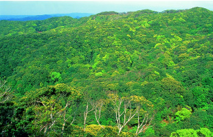 イメージ：森林・緑の稜線
